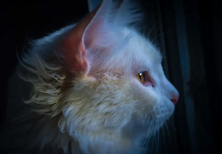 Gato blanco con ojos ámbar mira fijamente en la oscuridad. ¿Cómo callar a un gato por la noche? Quizás con un juguete o una caricia.