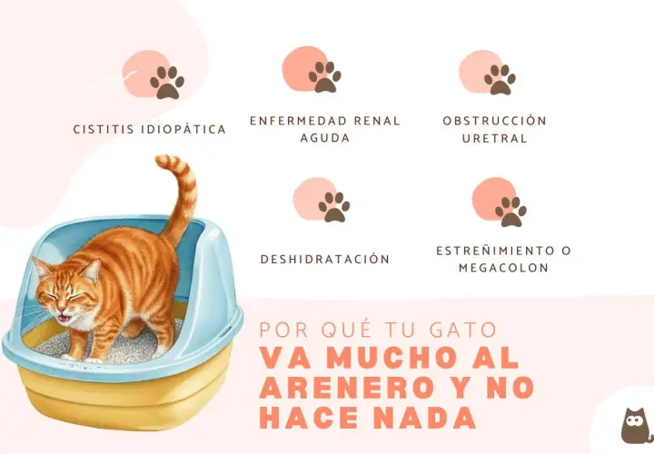 Gato anaranjado en arenero, con texto sobre cistitis idiopática en gatos y otras causas de visitas frecuentes al arenero.