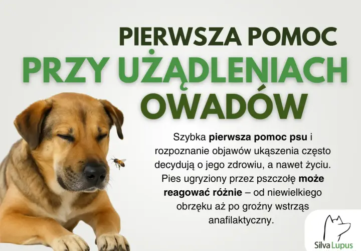 Pies zjadł Azofoskę? Objawy, pierwsza pomoc i bezpieczny ogród