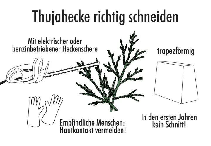 Anleitung zum Schneiden einer Thujahecke: Werkzeuge, Handschuhe, trapezförmige Form und Hinweis für die ersten Jahre.