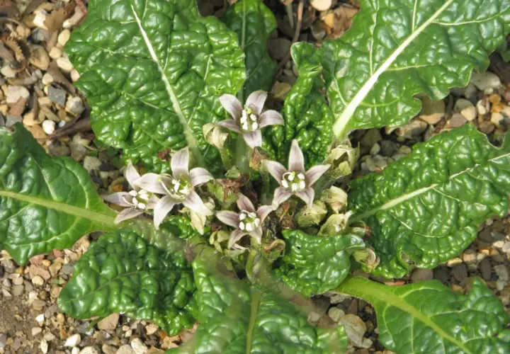 Fiori pallidi e foglie verdi rugose di erbe spontanee tossiche crescono tra ghiaia e terra.