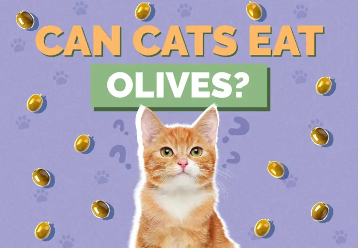An orange tabby cat looks up, surrounded by floating olives and question marks, as the text asks "CAN CATS EAT OLIVES?".