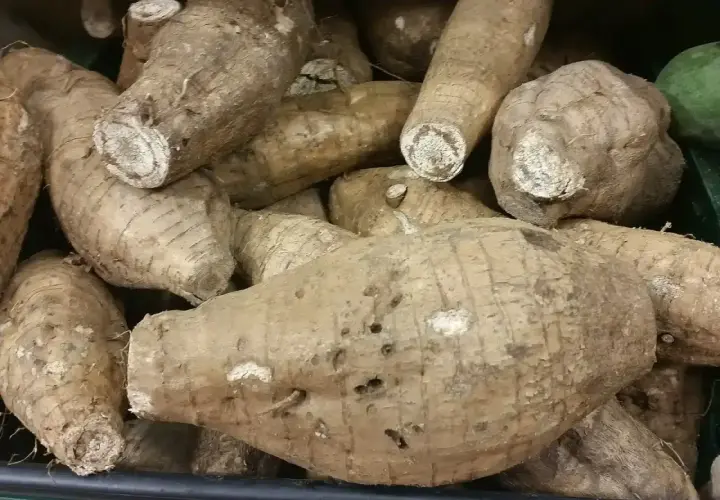 Un mucchio di tuberi di kuzu, simili a grosse patate dalla buccia ruvida e marrone, pronti per essere cucinati.
