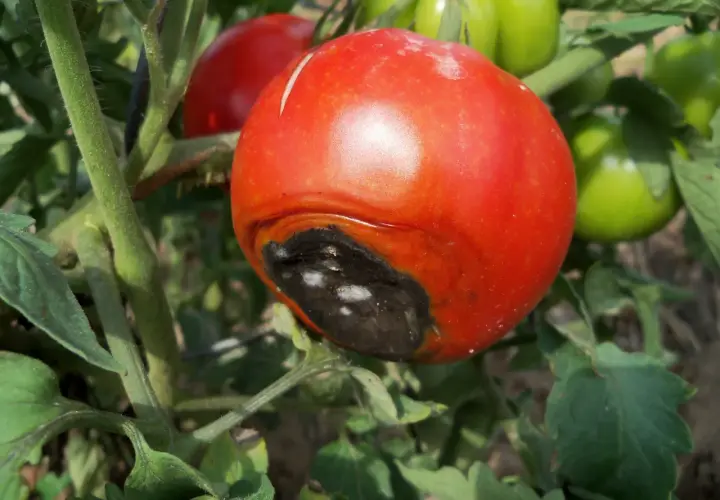 Pomodoro maturo con marciume apicale, un problema comune causato da carenza di calcio.