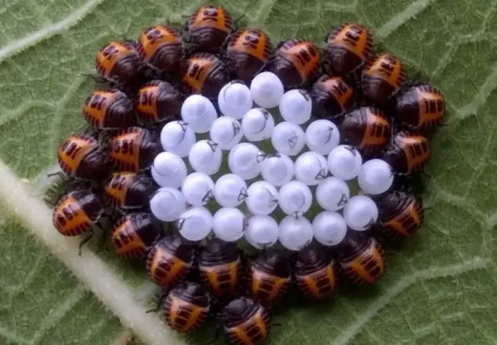 Un gruppo di piccole cimici arancioni protegge le loro uova bianche su una foglia verde.