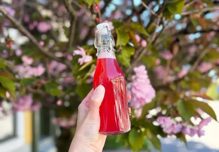 En hand håller en flaska med rosa rabarbersirap framför en blommande körsbärsträd.