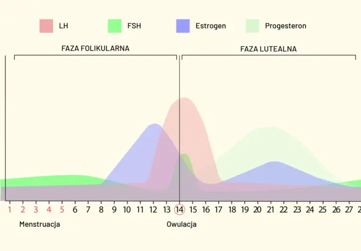 Wykres pokazuje cykl hormonalny kobiety, od menstruacji do owulacji i fazy lutealnej. Okres trwa zazwyczaj 28 dni.