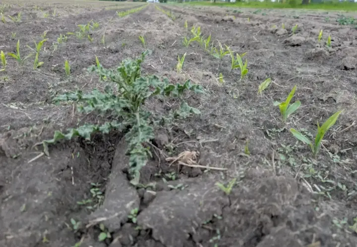 Młode pędy kukurydzy na polu, a wśród nich chwast. W oddali widać domy i drzewa, a nad nimi niebo. Całość tworzy obraz życia i rozwoju, jakby światło elumis rozświetlało ten krajobraz.