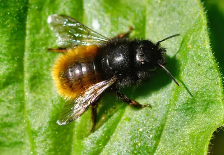 Eine Hummel mit schwarzem Kopf und gelb-schwarzem Hinterleib ruht auf einem grünen Blatt. Verschiedene Bienen Arten sind faszinierend.