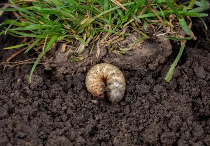 Pędraki w trawniku niszczą korzenie. Biała, krępa larwa żeruje w ciemnej ziemi pod zieloną trawą.
