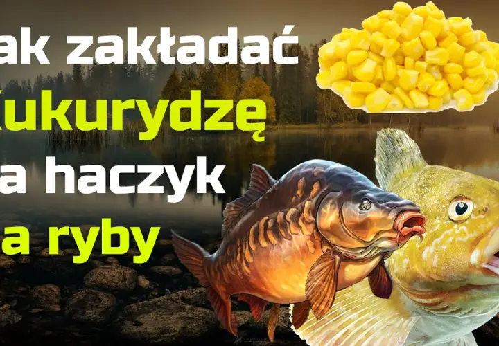 Zakładanie kukurydzy na haczyk: Łów więcej, poznaj triki eksperta