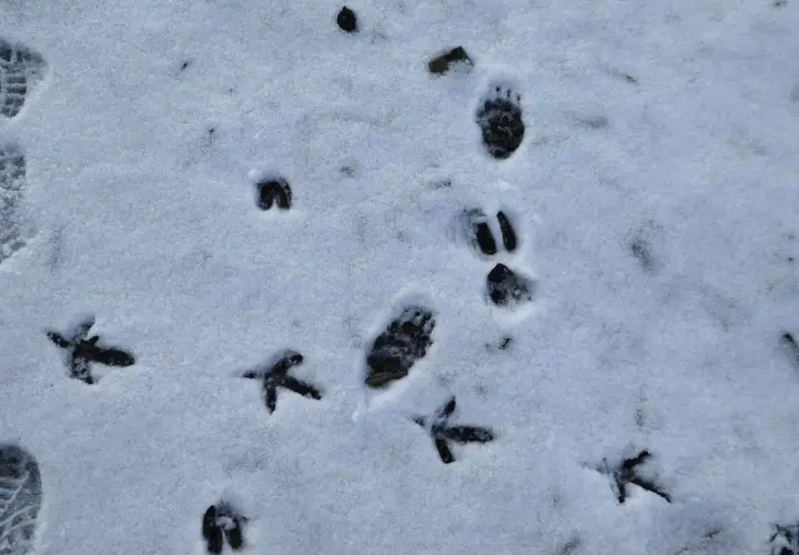 Spuren im Schnee: Kleine Vogelspuren und größere Pfotenabdrücke, vielleicht von einem Fuchs oder einem Kaninchen, das durch den Winter stapft.