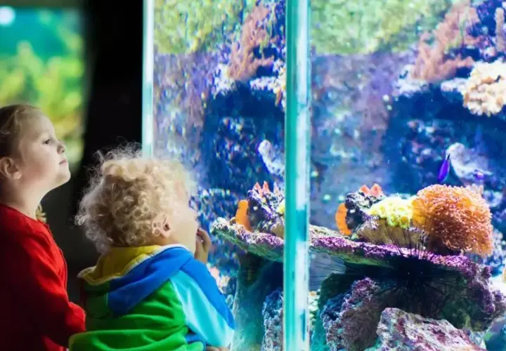 Oceanarium Opole: Odkryj fascynujący Wodny Świat i jego atrakcje