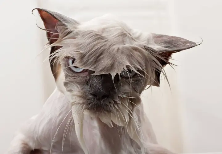 Gato mojado con cara de pocos amigos, demostrando porque a los gatos no les gusta el agua. Su pelo pegado y ojos azules lo dicen todo.
