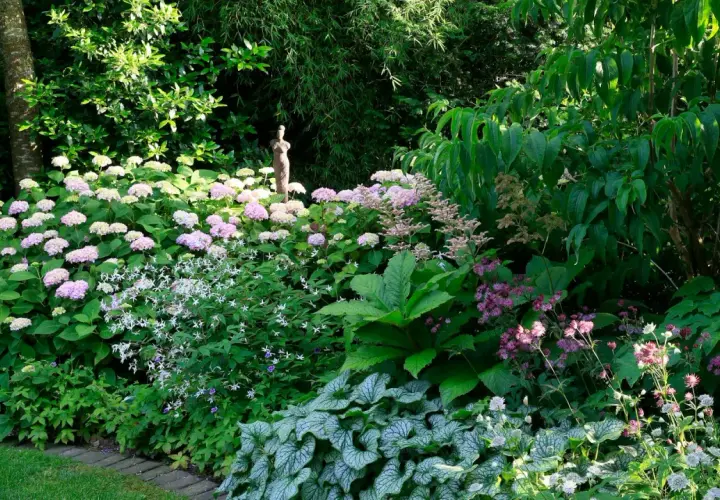 Ein üppiger Garten mit einer blühenden Tellerhortensie im Hintergrund. Der Standort ist schattig, was den zarten Blüten zugutekommt.
