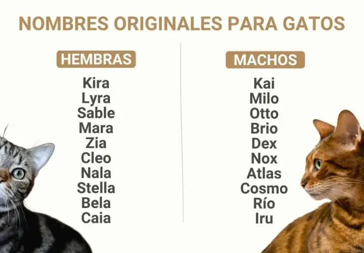 Lista de nombres originales para gatos, dividida en hembras (Kira, Lyra, Sable) y machos (Kai, Milo, Otto).