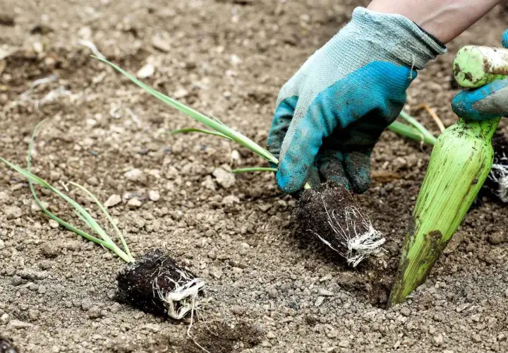 Mains gantées en train de repiquer des poireaux dans la terre. Un plant est déjà en place, un autre est prêt à être planté.