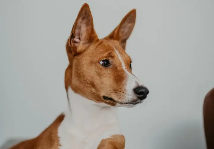 Portret rudego basenji psa z białymi znaczeniami, z charakterystycznymi, stojącymi uszami.