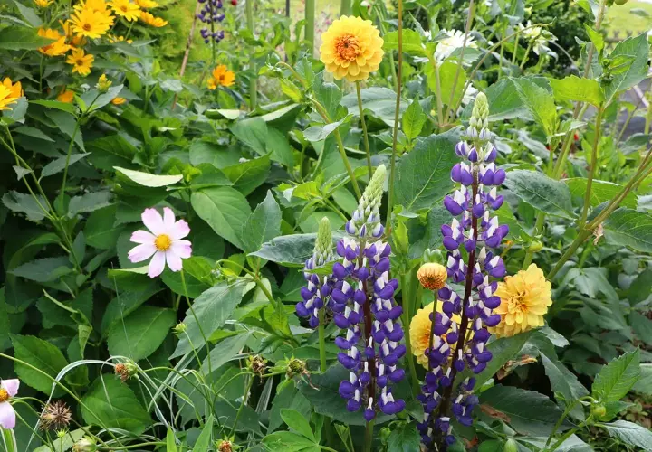Ein blühendes Beet mit hohen, violetten Lupinen, die sich neben gelben Dahlien und zarten rosa Blüten im Sonnenlicht präsentieren. Ein schöner Anblick, wenn man Lupinen anbauen möchte.