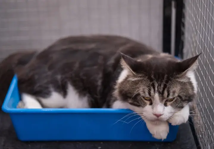 Eine Katze liegt in einer blauen Katzentoilette. Man sieht, wie Katzenkot aussieht, wenn er mit Streu bedeckt ist.