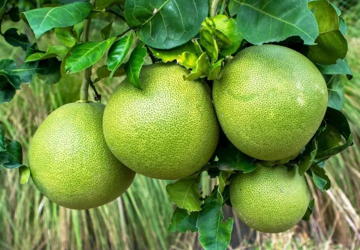 Pomelo ile kalorii? Odkryj niskokaloryczne właściwości tego owocu