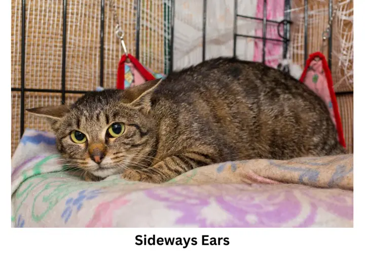 A tabby cat with sideways ears, indicating it might be feeling anxious or defensive. This posture is part of understanding cat ears meaning.