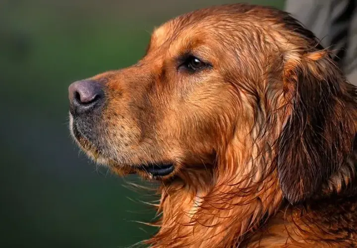 Golden Retriever: sierść czy włosy? Co musisz wiedzieć o linieniu i alergiach