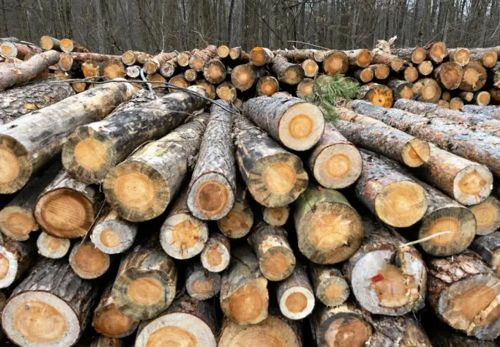 Stos ściętych pni drzew, gotowych do sprzedaży. Widać przekroje, ukazujące słoje drewna, co wpływa na jego cenę.