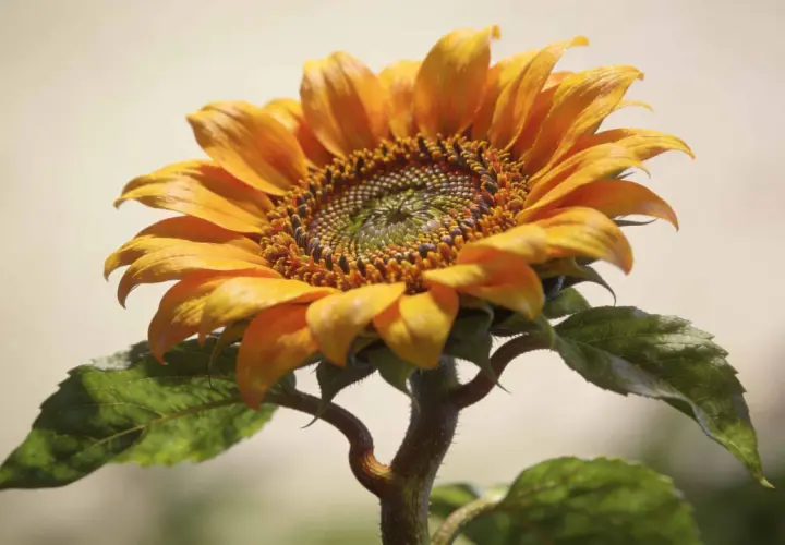 Un magnifique plant de tournesol aux pétales orange vif et au cœur détaillé. Ses feuilles vertes et sa tige courbée ajoutent à sa beauté naturelle.
