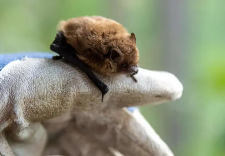 Ein kleines braunes Fledermäuse ruht auf einer behandschuhten Hand. Wie lange dauert der Fledermaus Winterschlaf?
