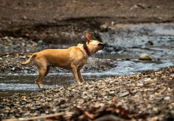 Perro marrón sacudiéndose el agua en un arroyo pedregoso. Es un ejemplo de porque se sacuden los perros, para secarse.
