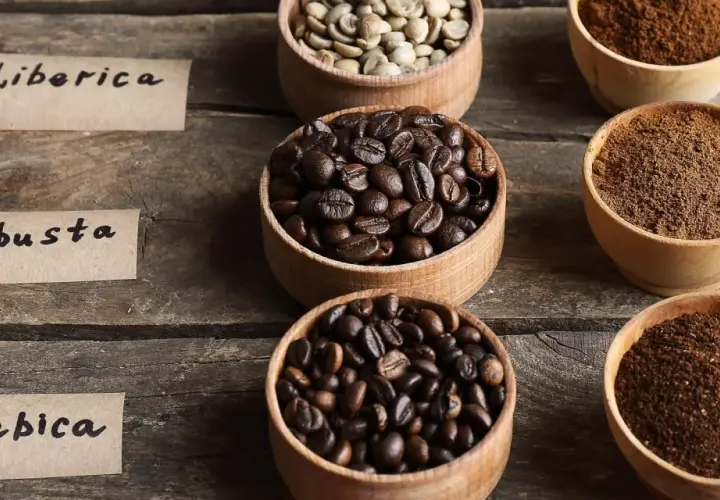 Ziarna kawy: Liberica, Robusta i Arabica w miseczkach, obok mielonej kawy. Wybór między arabica czy robusta.