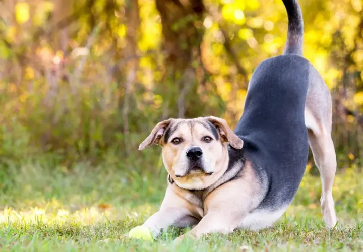 Ein Hund in Gebetsstellung mit einem Ball im Gras.