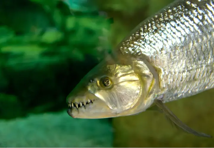 El pez tigre africano, con sus afilados dientes, nada en aguas verdes.