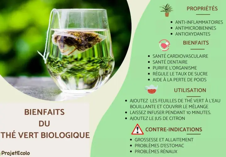Un verre de thé vert biologique infusant, révélant ses vertus anti-inflammatoires, antimicrobiennes et antioxydantes pour une meilleure santé.