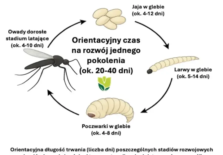 Cykl rozwojowy ziemiórek: jaja, larwy, poczwarki i owady latające. Zobacz, jak wyglądają ziemiórki na różnych etapach rozwoju.