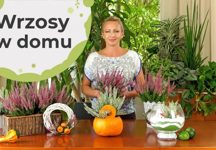 Wrzosy w domu: przesąd o pechu czy piękna ozdoba?