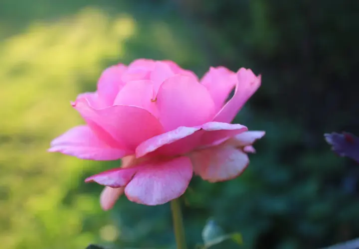 En mjukt rosa ros, en av många remonterande rosor, blommar i solljuset med en bakgrund av grönska.