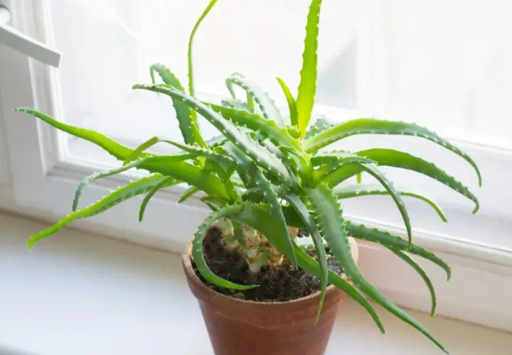 Zielony aloes w glinianej doniczce na parapecie. Dowiedz się, jak rozmnożyć aloes, by cieszyć się jego dobrodziejstwami.