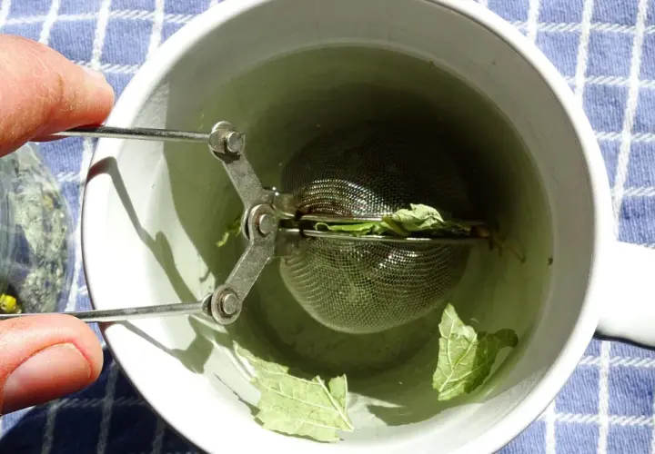 Zaparzam herbatę miętową na orzeźwienie. Woda w kubku nabiera zielonkawego koloru, a liście mięty uwalniają swój aromat.