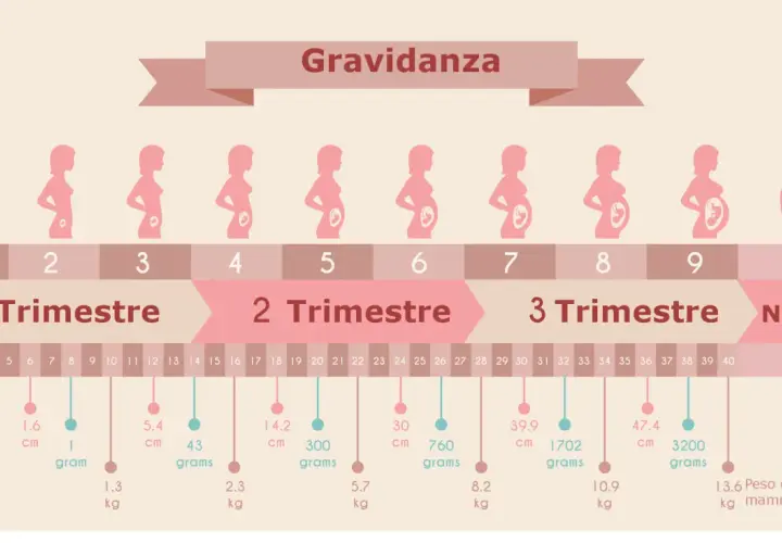 Illustrazione mostra le tappe della gravidanza, da 1 a 40 settimane, con le dimensioni e il peso del feto. Indica quante settimane dura una gravidanza.