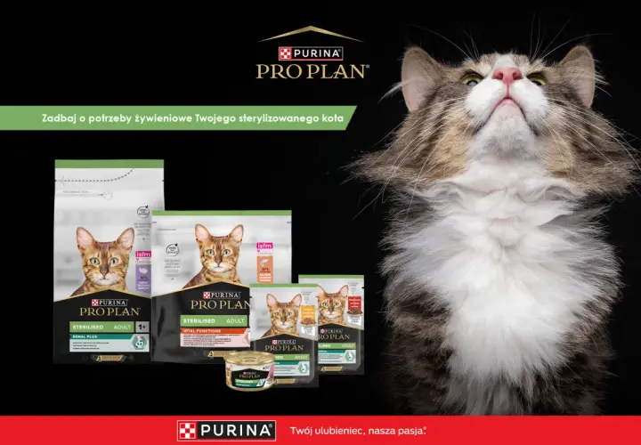 Czy Purina to dobra karma dla kota? Pro Plan oferuje specjalistyczne żywienie dla sterylizowanych kotów, dbając o ich zdrowie.