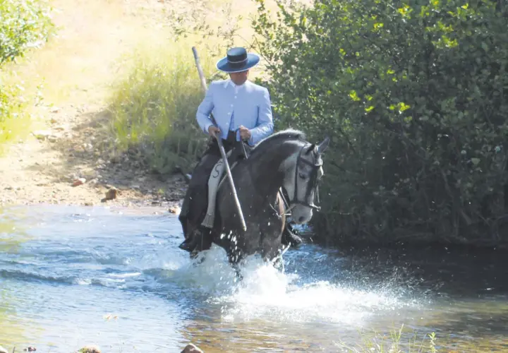Un jinete con sombrero cordobés y traje claro cruza un río, su caballo salpica agua. Es parte del trabajo mayoral con ganado bravo.