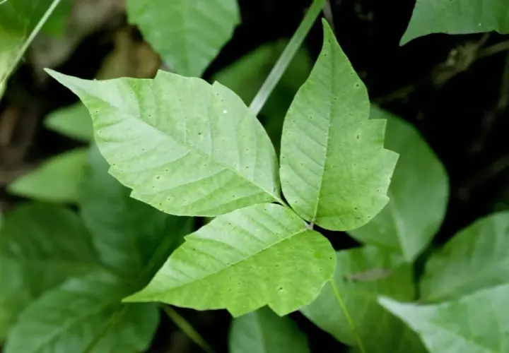 Close-up of poison ivy leaves. This plant can cause itchy rashes on humans and dogs.