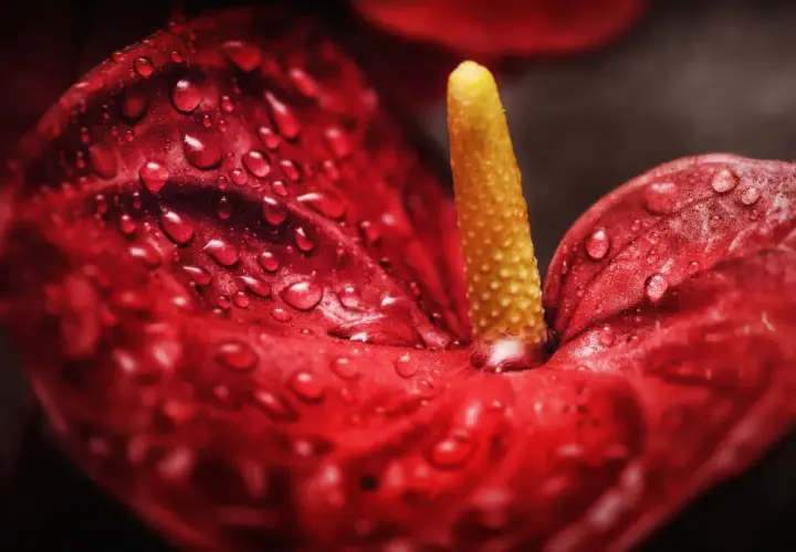 Gouttes de rosée sur un anthurium rouge éclatant, sa spathe veloutée et son spadice jaune vibrant capturés en gros plan.