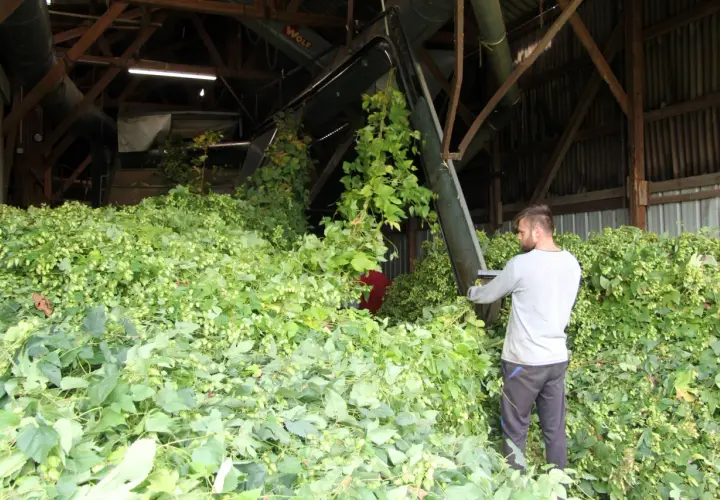 Un homme travaille dans une grange remplie de houblon fraîchement récolté. La scène évoque la saison idéale pour savoir quand planter le houblon.