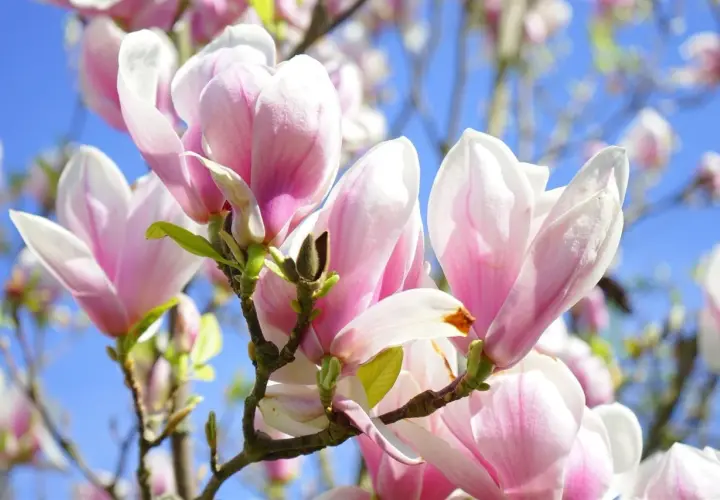 Piękne, różowo-białe kwiaty magnolii, różne odmiany kwitnące na tle błękitnego nieba.