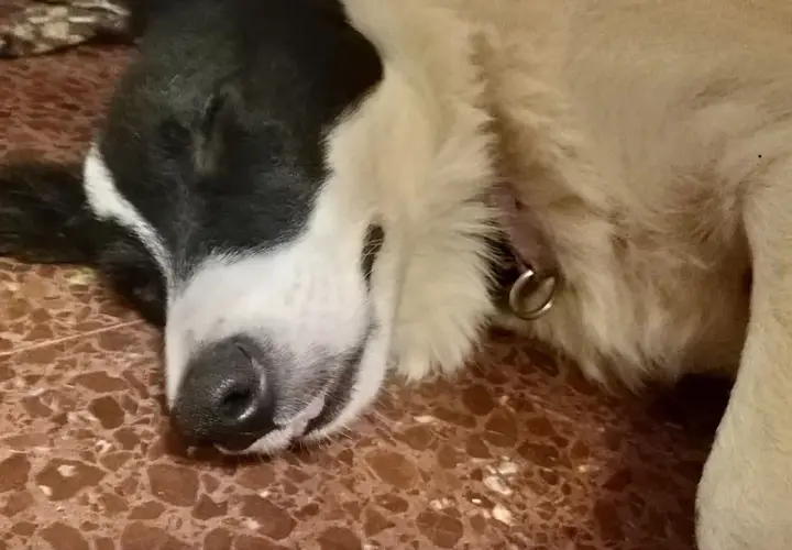 Ein süßer Hund schläft tief und fest. Man kann fast hören, wie der hund schnarcht, während er von Abenteuern träumt.