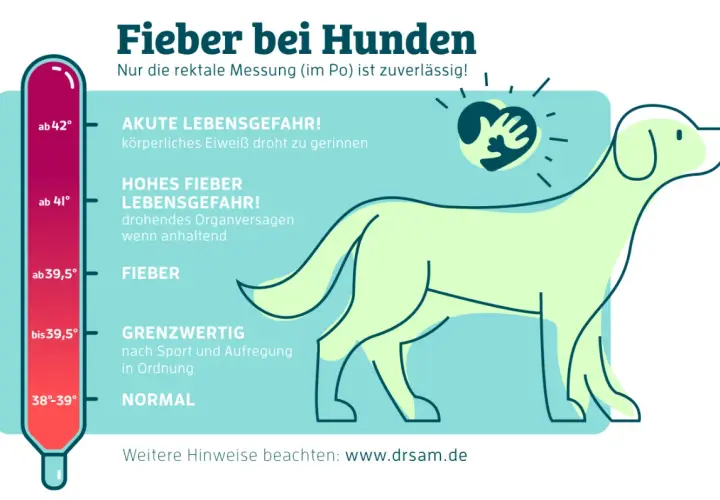 Thermometer zeigt Fieber bei Hunden: ab 39,5° Fieber, ab 41° Lebensgefahr. Symptome erkennen!