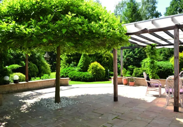 Platan kulisty tworzy cień na tarasie z meblami ogrodowymi. W tle bujna zieleń i pergola.